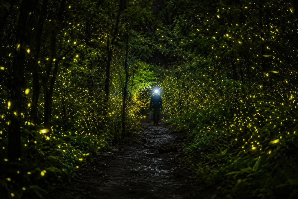 Rajmachi firefly trek - Maharashtra Fort Trek Guide 2026